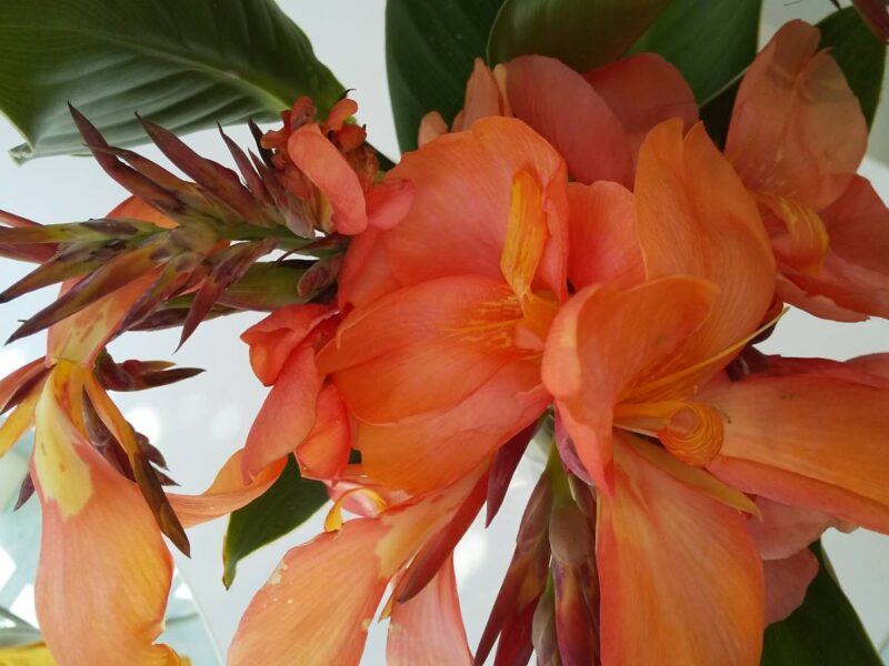 昭和を代表する花🌷