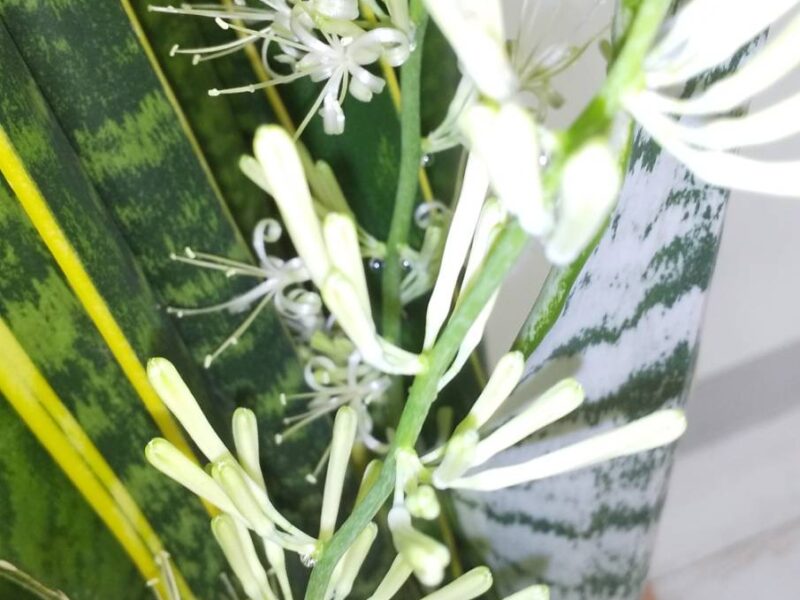 咲いた🙆咲いた奇跡の花が🎵