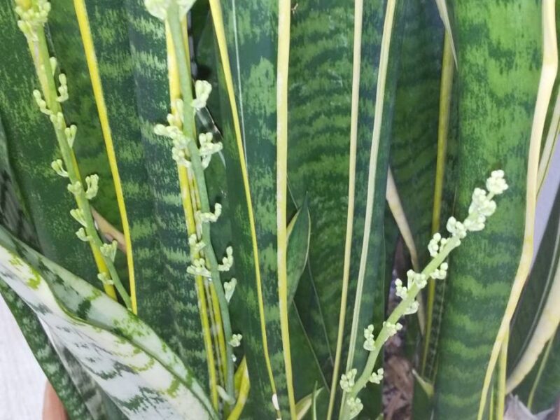 奇跡のサウスペリア花