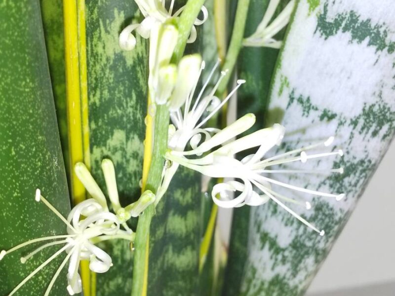 又々❗️咲いてくれました