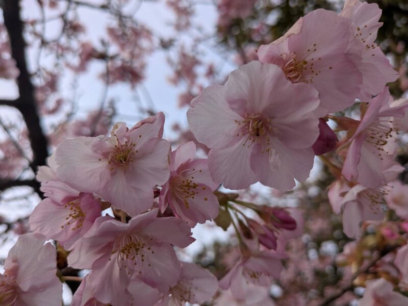 河津桜